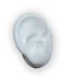 Silicon-Ear-Model